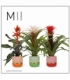 Bromelia