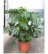 Monstera