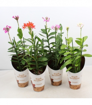 Epidendrum