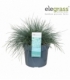 Festuca