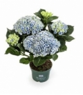 Hydrangea