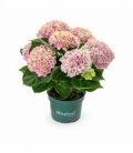 Hydrangea