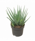 Aloe