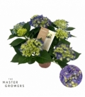 Hydrangea