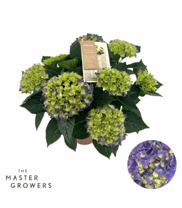 Hydrangea