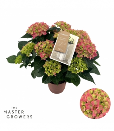 Hydrangea