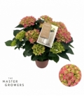 Hydrangea