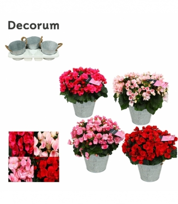 Begonia