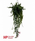 Aeschynanthus