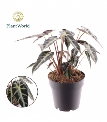 Alocasia