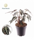 Alocasia