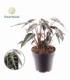 Alocasia