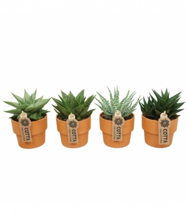 Aloe