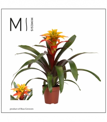 Guzmania