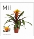 Guzmania