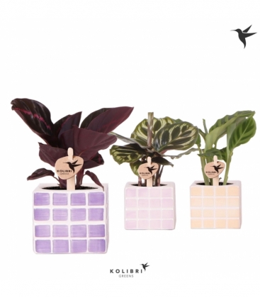 Calathea