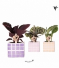 Calathea