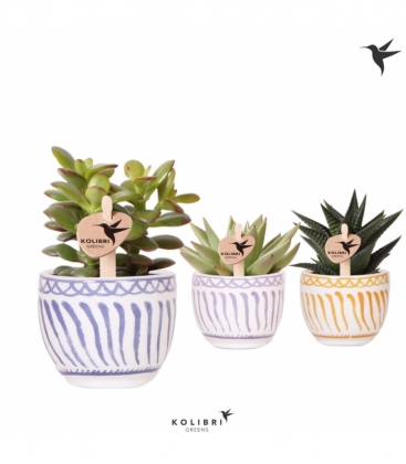 succulents
