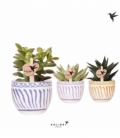 succulents