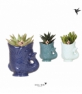 succulents