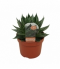 Aloe