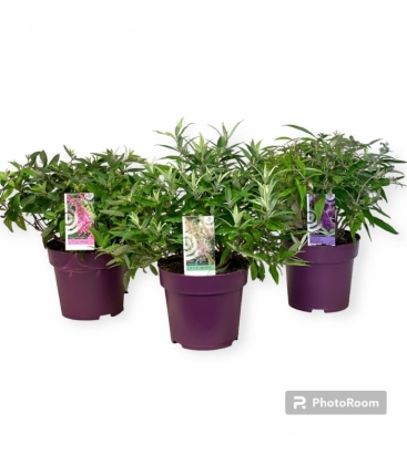 Buddleja