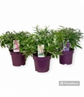 Buddleja