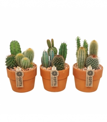 Cactus