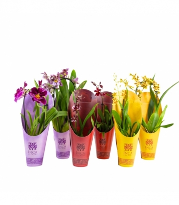 OrchideeÃ«n