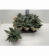 Begonia