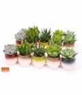 succulents