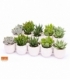 succulents