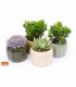 succulents