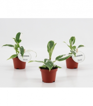 Philodendron