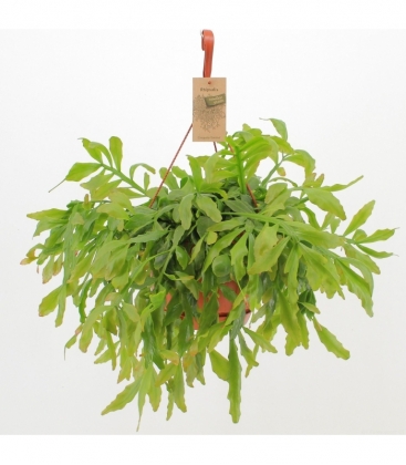 Rhipsalis