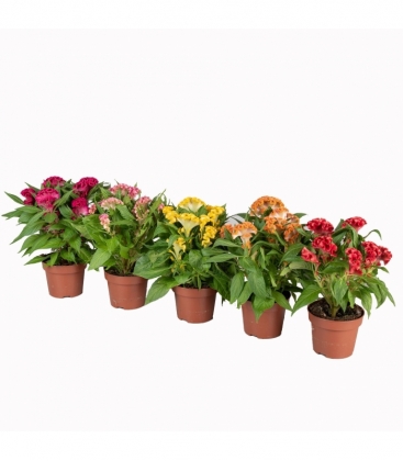 Celosia
