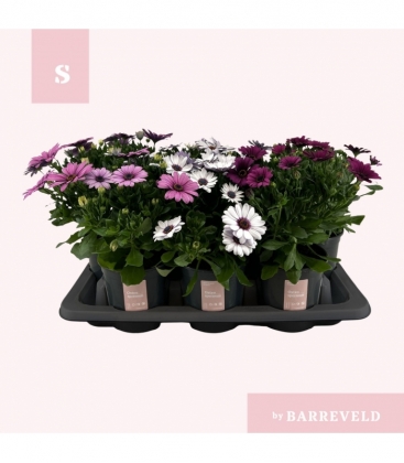 Osteospermum