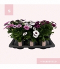 Osteospermum