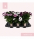 Osteospermum