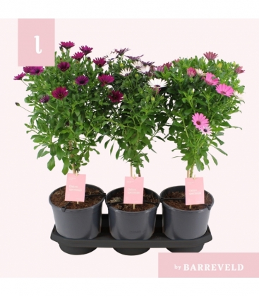Osteospermum