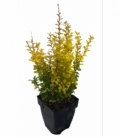 Berberis