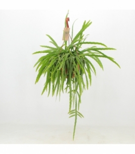 Lepismium