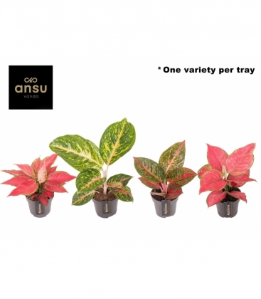 Aglaonema