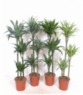 Dracaena