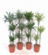 Dracaena