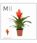 Vriesea