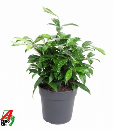 Dracaena