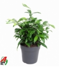 Dracaena