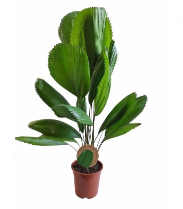 Licuala