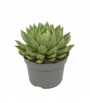 Echeveria